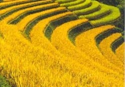 越南赫蒙族的农业耕作方式