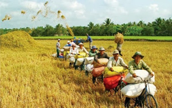 制定出口稻米的长期生产计划