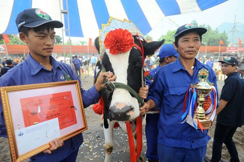 越南木州奶牛选美比赛