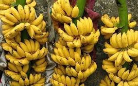 山罗省安州县依靠芭蕉种植让居民脱了贫