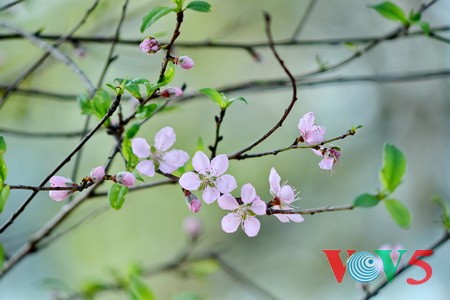 春天谈越南人的桃花