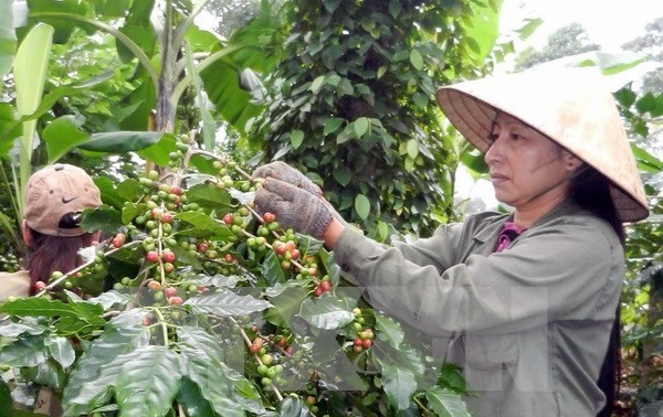  协助多乐省农民可持续开展咖啡种植 提高收入