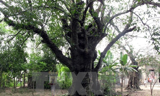 清化省两棵古黄柿树被列入越南遗产树名录