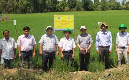 提高稻米生产效益并减少其温室气体排放