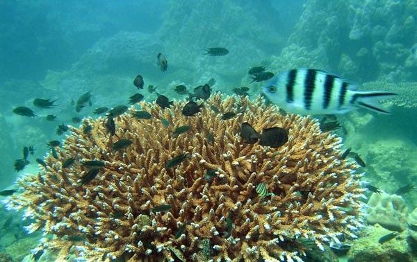 庆和省成功复活一万多平米珊瑚礁