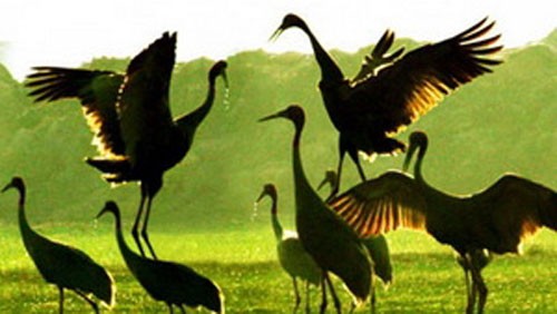 国际生物多样性日纪念集会在河内举行