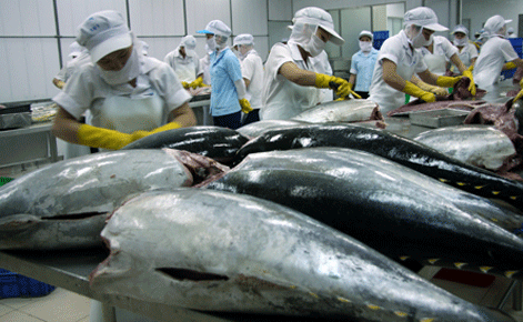 越南是俄罗斯进口金枪鱼第三大来源地