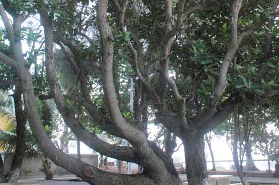 长沙岛县的遗产树