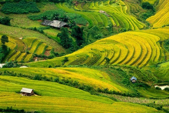 越南北部安沛省即将举行穆庚寨梯田国家名胜区旅游文化周