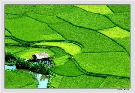 越南农业部门保障粮食安全 改变农村面貌