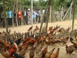 在加入TPP前夕提高越南家禽饲养业竞争力