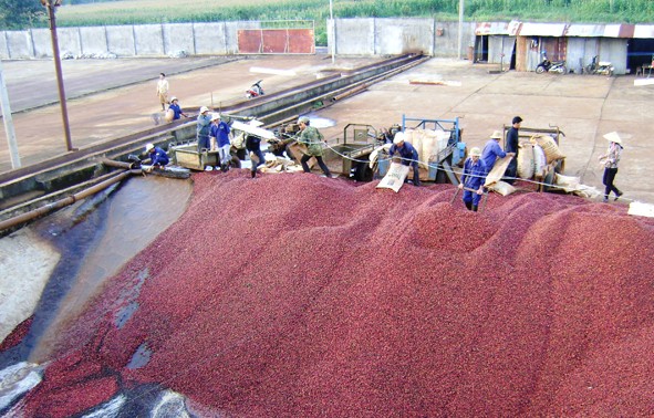 多乐省发展咖啡可持续种植建设新农村