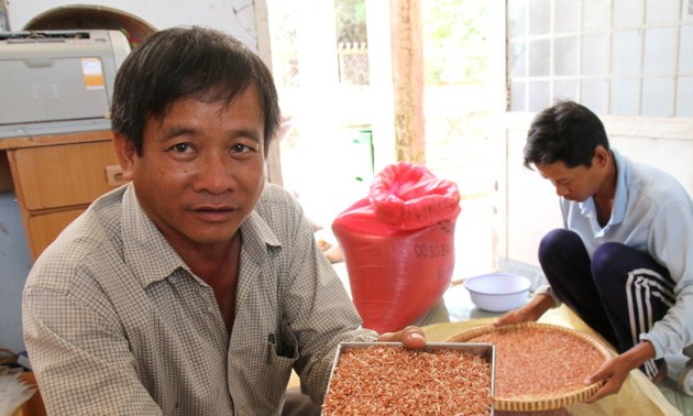 越南独有的药物大米大受欧洲客户欢迎