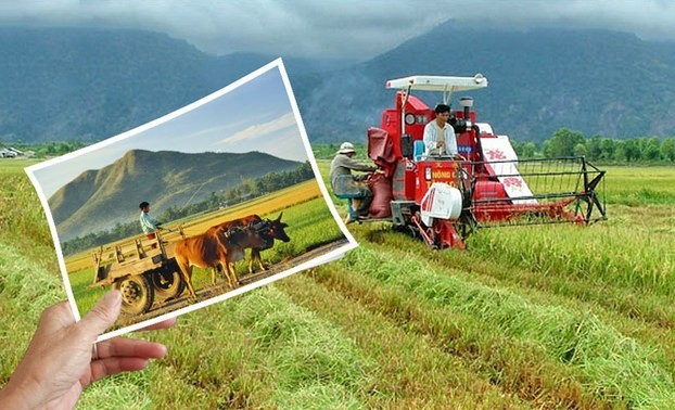越南政府总理指示加强农业结构重组