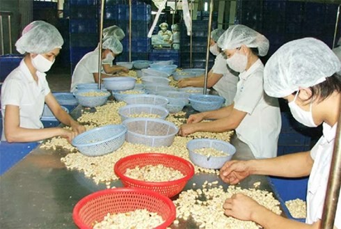 越南腰果占全球出口额的一半