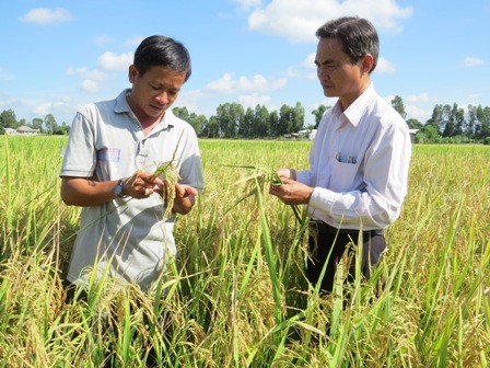 药物大米 – 越南大米生产业的新发展方向