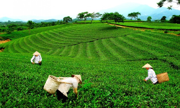 太原省举行第三次越南太原茶叶节