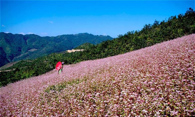2015年第一次河江省同文岩石高原荞麦花节开幕