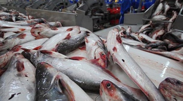 越南企业严格管理查鱼、巴沙鱼养殖流程