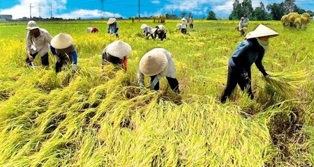 越南农业部门重组结构以融入国际和加快发展
