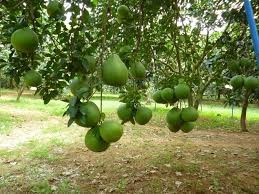 绿皮柚子为槟椥省居民建设新农村做出贡献