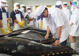 越南平定省金枪鱼在日本参加拍卖活动