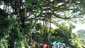   平定省怀恩县山榕被列入越南遗产树名单