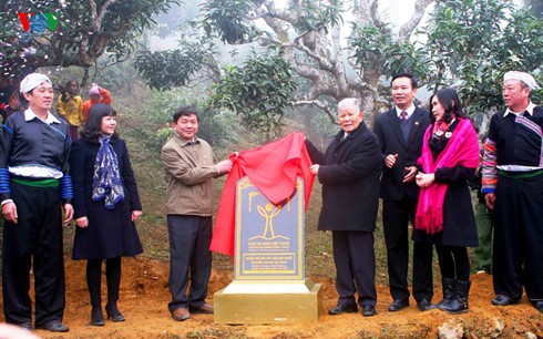 安沛省400棵山茶树被列入越南遗产树名录