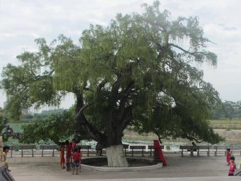  600岁的红花玉蕊荣获越南遗产树证书