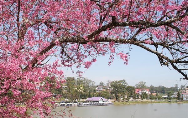 第一次大叻樱花节将于2017年1月中旬举行