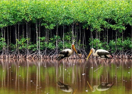 越南可持续发展红树林