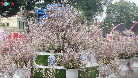日本文化节暨樱花展在河内开幕