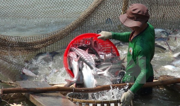 九龙江平原地区的查鱼种苗价格下降