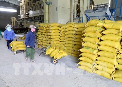  越南面向大米可持续出口目标