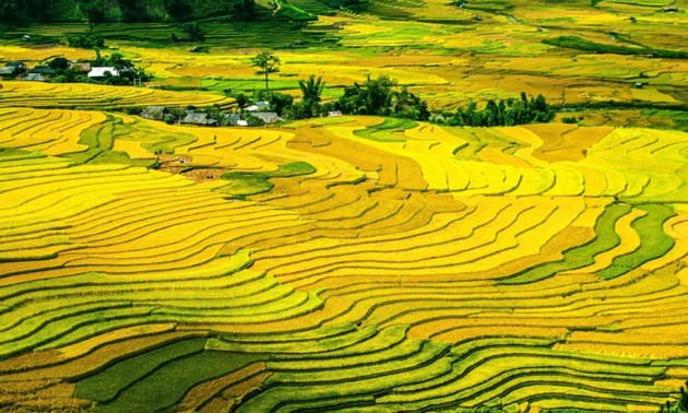 越南穆庚寨梯田被列入全球色彩最佳地名单