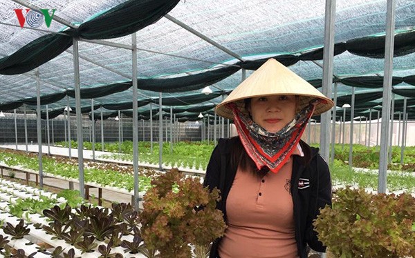 广南省维川县青年以高技术蔬菜种植模式创业