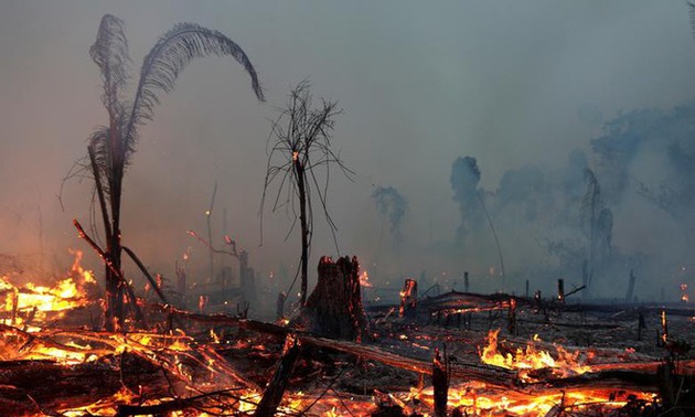 亚马逊大火不是某个国家的内部事务