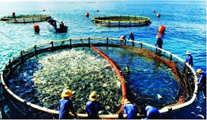 越南-挪威合作发展水产养殖加工业