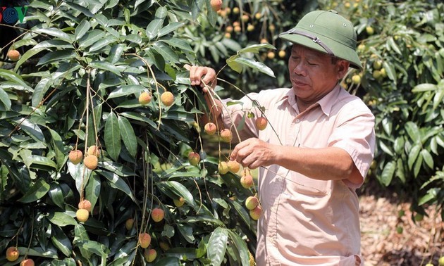 越中协商解决农产品销售难题