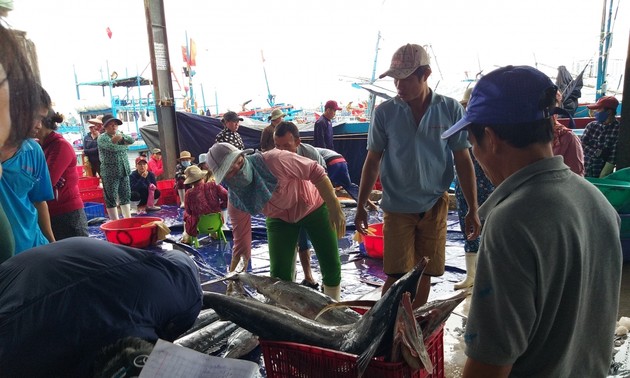 越南中南部地区渔民春节期间海上鱼获丰收