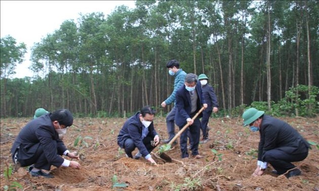 响应植树节，广治省种560棵桂树