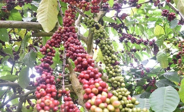 2025年重新和翻新 10.7万公顷咖啡