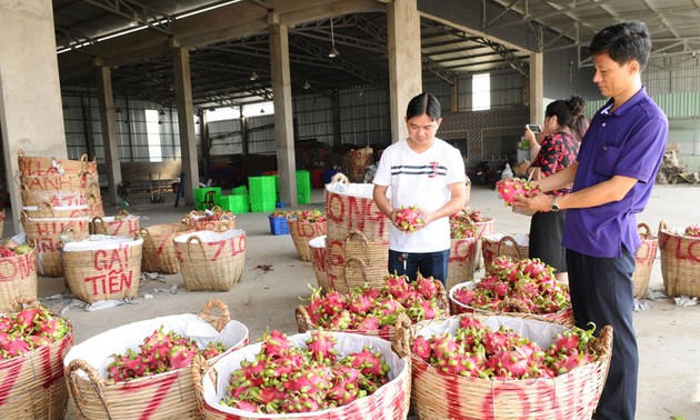 促进越南农产品通过正贸渠道出口中国市场