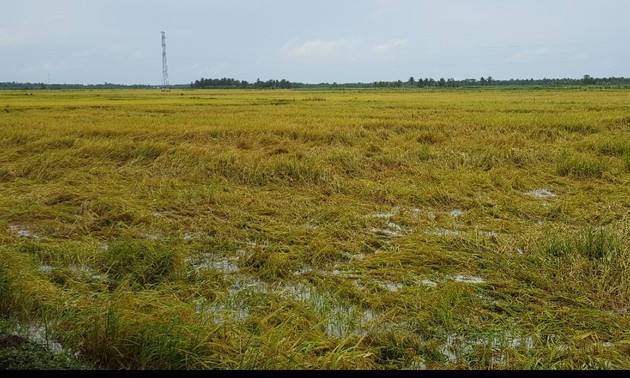 茶荣省富芹乡大型农田模式提高水稻种植效果