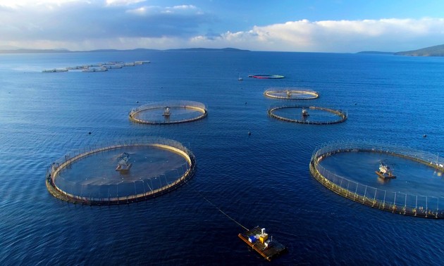 越南朝着工业化方向发展海产养殖