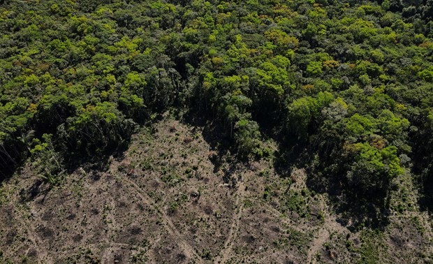    欧洲议会通过减排和增加森林面积法案