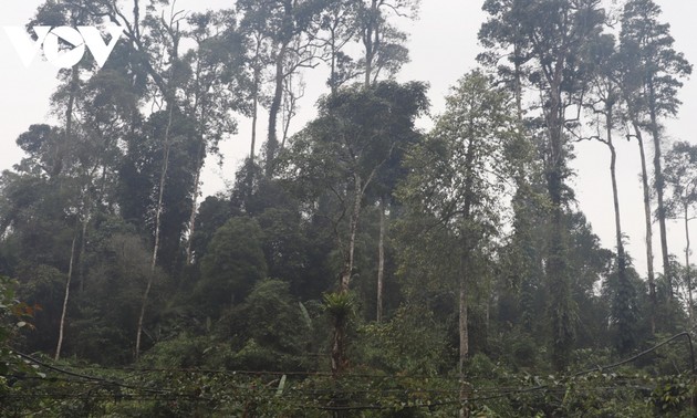 安沛省赫蒙族同胞保护森林的故事