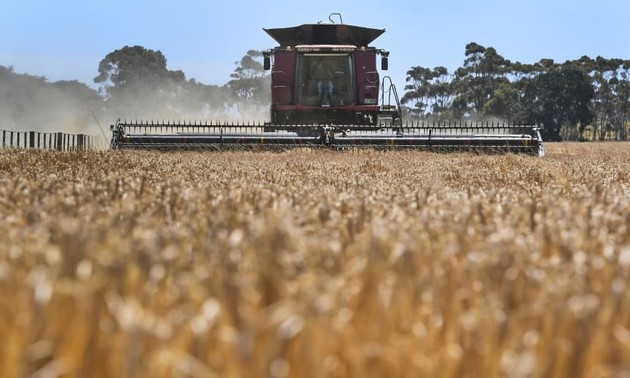   澳大利亚和中国解决进口大麦纠纷