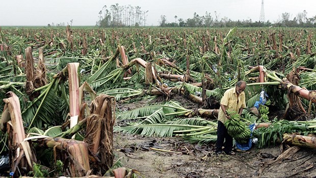 ​联合国：厄尔尼诺现象将持续到明年年中，威胁拉美农业