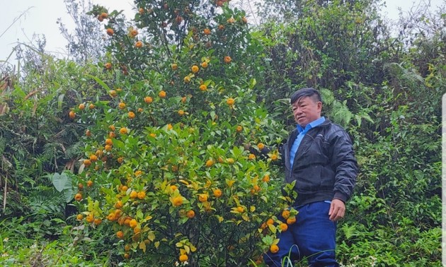 和平省云山乡居民靠种柑橘脱贫致富